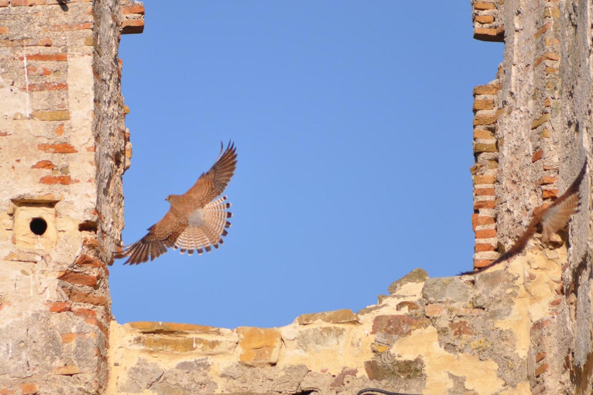 فندق Convento طريفة المظهر الخارجي الصورة