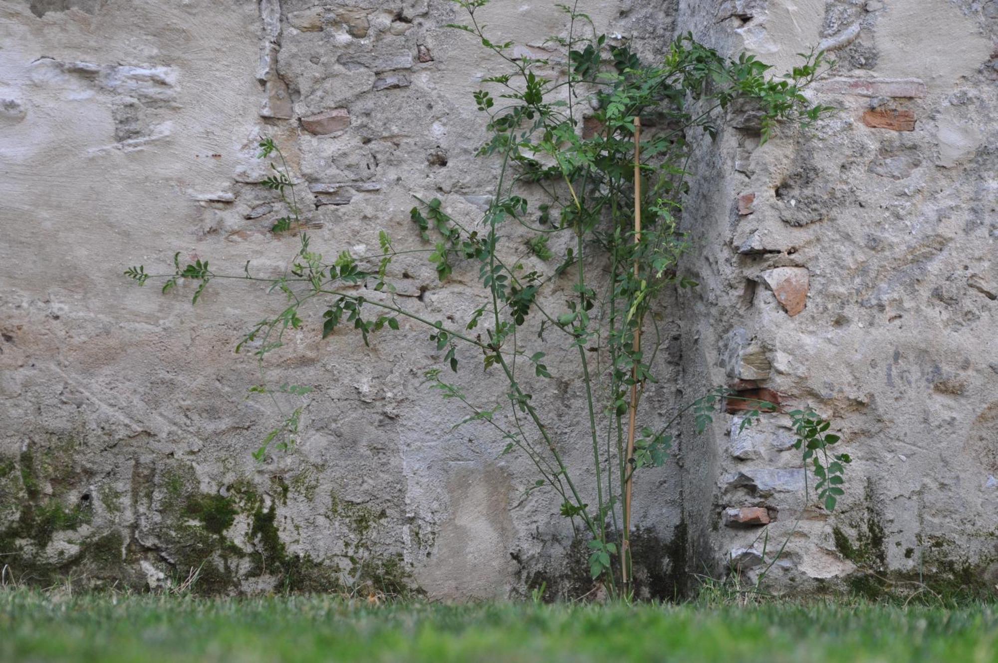 فندق Convento طريفة المظهر الخارجي الصورة